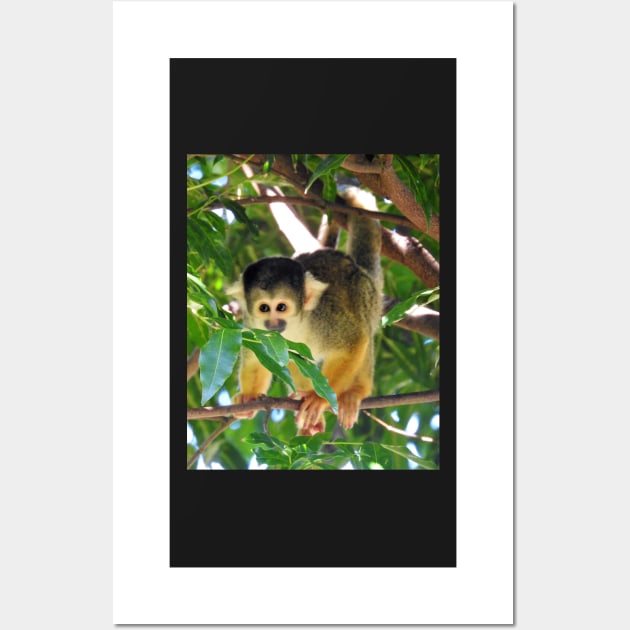 Squirrel Monkey Wall Art by kirstybush